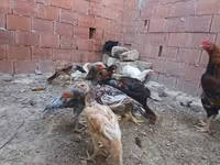 Chickens — photo 1