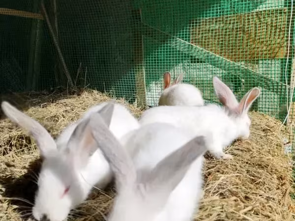 Chickens
