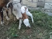 İnək, Simmental cattle — foto 2