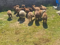 Qoyunlar (partiya, cinsi göstərilməyib), Qoyunlar — foto 4