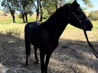 Caballos (lote, sexo no especificado), American shetland pony — foto 6