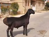 كبش, الأغنام — الصورة 1