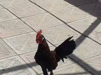 Chickens — foto 4