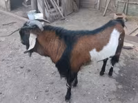 Ziegenbock, Ziegen — Foto 3
