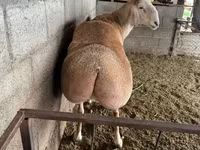 Qoç, Afghan Arabi sheep — foto 3