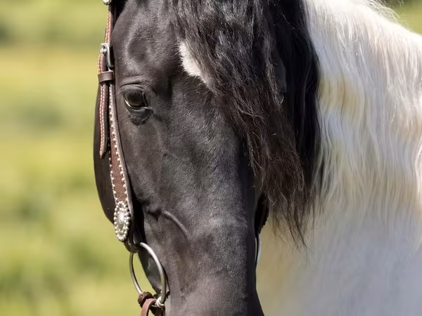 Madyan, Pinto horses