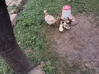 Ev Muskovisi — foto 2