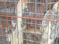 Məhsul: Nimfa (Cockatiel) cütü və qəfəs dəsti Təsvir: - Şəkillərdə — foto 1