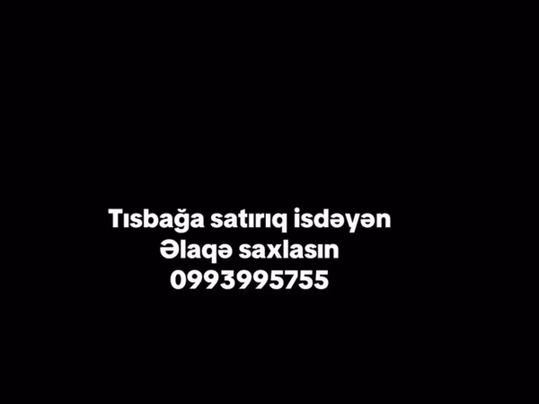 Tısbağa satışı. - Ev üçün sakit və az qayğı tələb edən ev heyvanı. -