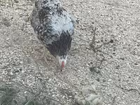 Chickens — photo 3