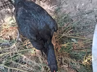 Chickens — photo 4