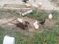 Ducks — foto 1
