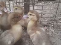Ducks — 照片 8