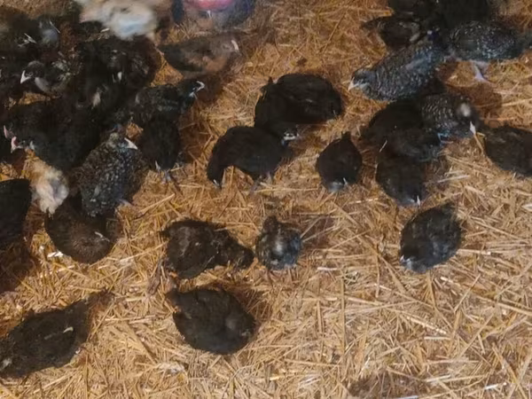 Australorp
