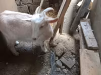 Dişi keçi, Saanen goat — foto 1