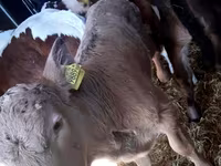 Rinder (Partie, Geschlecht nicht angegeben), Limousin-Kuh — Foto 2