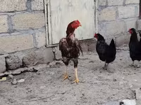 Chickens — photo 3
