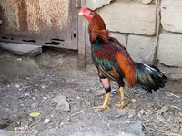 Chickens — foto 1