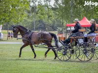Koń, Nonius horse — zdjęcie 8