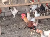 Chickens — photo 4