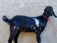 Cabra, Beetal goats — foto 4