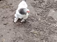 Brahma — foto 1