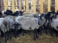 Sheep, Romanov sheep — photo 3