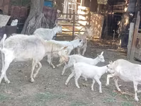 Goat, Dutch Landrace goats — photo 1