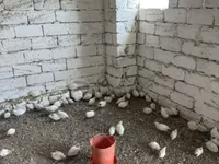 Kral bildirçini — foto 4