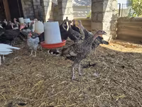 Turkeys — photo 4