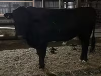 Bull, Aberdeen-Angus — photo 1
