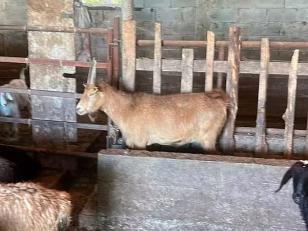 Goat, Goats