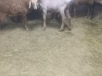 Oveja, Arashan sheep — foto 3