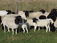 母羊, Dorper sheep — 照片 1
