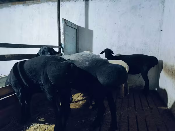 Beran, Hissar sheep