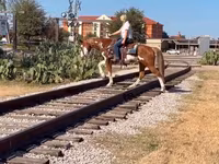 At, American paint horse — foto 5