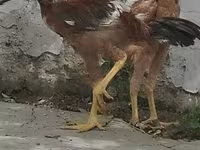 Chickens — الصورة 7