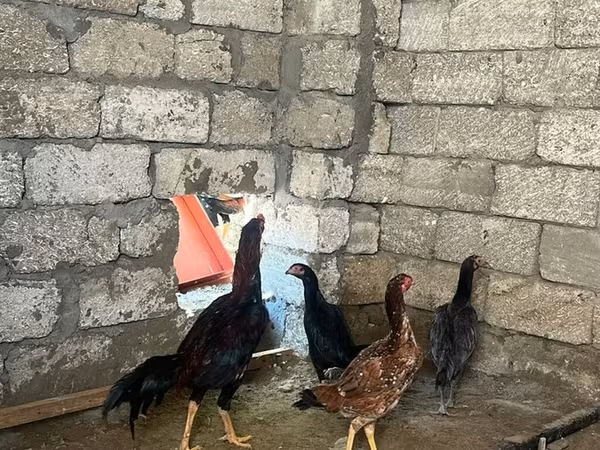 Chickens