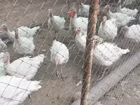 Turkeys — photo 1