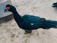 Ducks — फ़ोटो 2