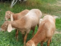 Schaf, Arashan sheep — Foto 1