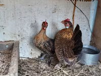 Chickens — photo 3