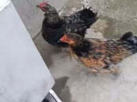 Chickens — foto 1