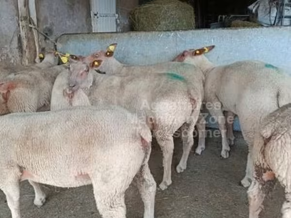 Qoyun, Charollais sheep