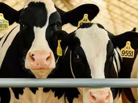 Cow, Holstein breed — photo 8