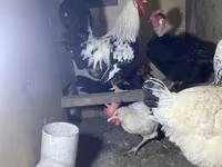Chickens — photo 2