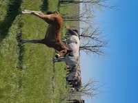 Кобила, Kazakh horse — фото 6