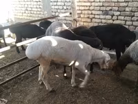 Carnero, Ovejas — foto 3