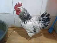 Chickens — foto 3