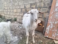 Goat, Goats — photo 4